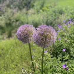 Conservatoire et Jardin Botanique - Plants