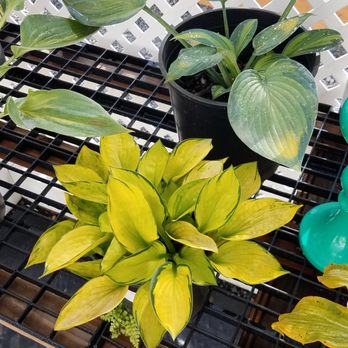Sebright Gardens - Hosta. What vibrancy...clarity. - Nurseries & Gardening Near Me - Salem, Oregon