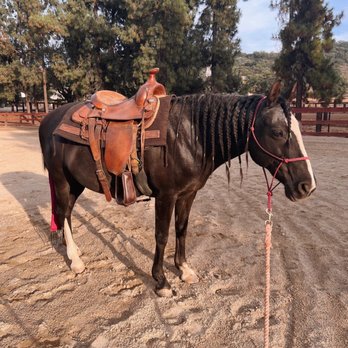 Olivewood Acres - Horse Boarding Near Me - Alpine, California