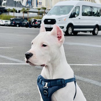 Doggo moving Service - The Dog that move its tail when you need it the most ! - Movers Near Me - Chicago, Illinois Doggo moving Service - The Dog that move its tail when you need it the most ! - Movers Near Me - Chicago, Illinois