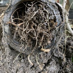 Prodigy Sewer & Drain - Another day, another massive clog cleared!