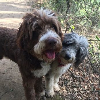 The Purple Pet Lady - Aussie Doodles on a three hour hike in the redwoods. - Pet Sitting Near Me - Oakland, California The Purple Pet Lady - Aussie Doodles on a three hour hike in the redwoods. - Pet Sitting Near Me - Oakland, California