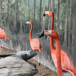 Brookfield Zoo Chicago - Flamingos