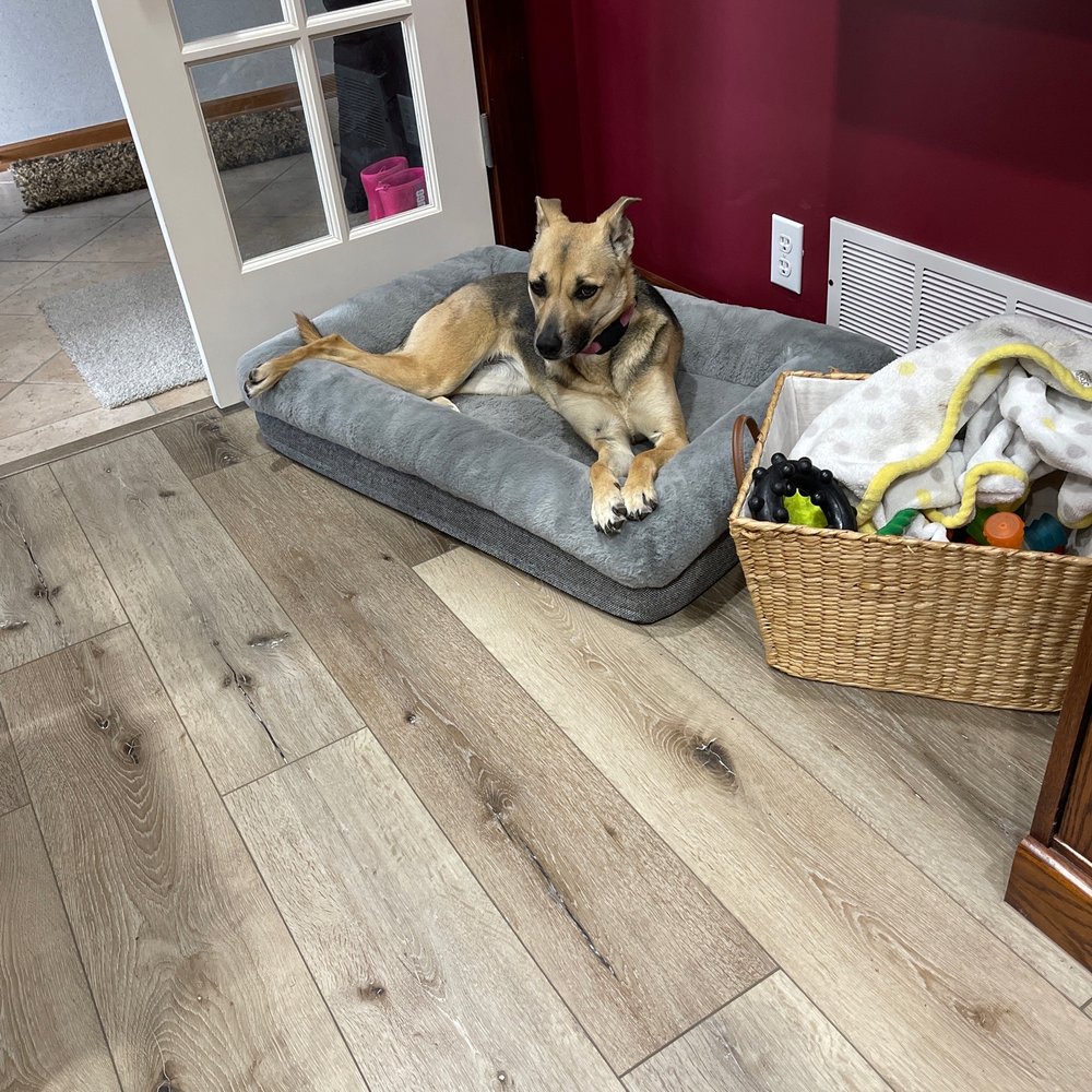 Jillian's Mobile Pet Spa - Just relaxing after being pampered! - Pet Groomers Near Me