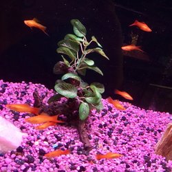 Pet World - Fresh water fish