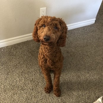 Sydnee's Pet Grooming - How her cut usually looks. We like it pretty short especially on her head - Pet Groomers Near Me - San Marcos, California