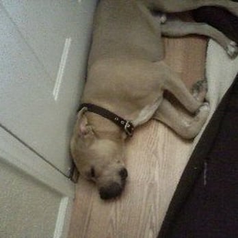 Pawsitive Attention Pet Services - Resting after walking - Dog Walkers Near Me