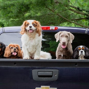 Catoctin Veterinary Clinic - Our pack - Veterinarians Near Me - Leesburg, Virginia