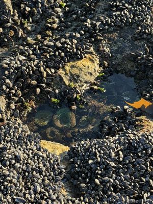 Natural Bridges State Beach by null