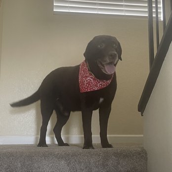 Lovies Mobile Pet Spa - Pet Groomers Near Me Lovies Mobile Pet Spa - Pet Groomers Near Me