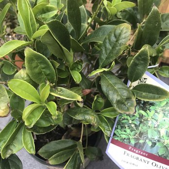 Upland Nursery - Nurseries & Gardening Near Me - Orange, California