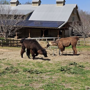 Divine Llama Vineyard - Wineries Near Me - East Bend, North Carolina Divine Llama Vineyard - Wineries Near Me - East Bend, North Carolina