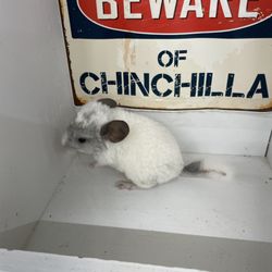 Lone Star Chinchilla - Baby mosaic chinchilla.