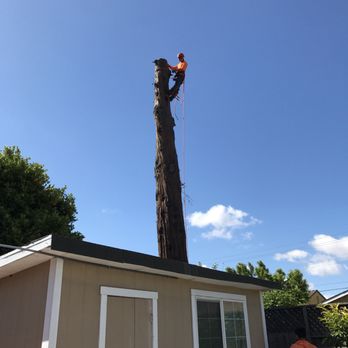 One Two Tree Care - Safety first! OneTwoTreeCare member cutting tree one piece at a time. - Tree Services Near Me - Fremont, California One Two Tree Care - Safety first! OneTwoTreeCare member cutting tree one piece at a time. - Tree Services Near Me - Fremont, California