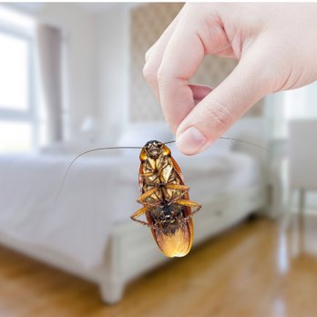 Ecola Termite & Pest Control - Pest Control Near Me Ecola Termite & Pest Control - Pest Control Near Me