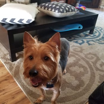 Paw Spa - New hair cut, who dis!!! - Pet Groomers Near Me - Elk Grove, California Paw Spa - New hair cut, who dis!!! - Pet Groomers Near Me - Elk Grove, California