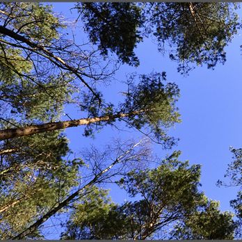 Fetterley Logging - Fetterley Logging, LLC - Tree Services Near Me Fetterley Logging - Fetterley Logging, LLC - Tree Services Near Me