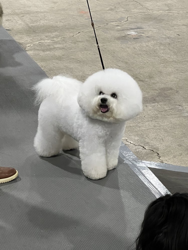 THE DOG GROOMER Updated May 2024 Request an Appointment Greensboro, North Carolina Pet