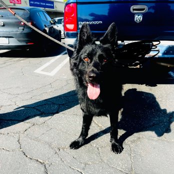 Magic Groomer - Freshly groomed dog. - Pet Sitting Near Me - Arcadia, California
