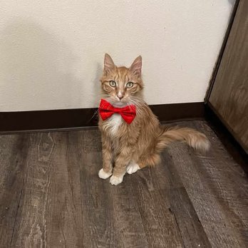 Clovis Pet Hospital - Veterinarians Near Me - Clovis, California