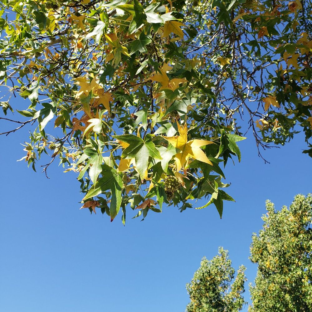 Hall Memorial Park - The leaves are changing colors  (Sept. 17, 2018) - Skate Parks Near Me - Dixon, California