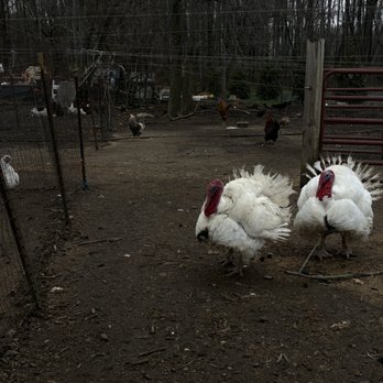 Persons Farms & Greenhouse - turkeys again, lol - Nurseries & Gardening Near Me - Hamilton Township, New Jersey Persons Farms & Greenhouse - turkeys again, lol - Nurseries & Gardening Near Me - Hamilton Township, New Jersey