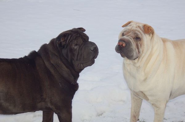 Burnt Hills Veterinary Hospital by null