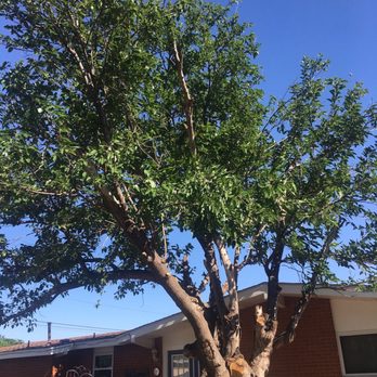 Midland Tree Service - Backyard tree - Tree Services Near Me - Midland, Texas Midland Tree Service - Backyard tree - Tree Services Near Me - Midland, Texas