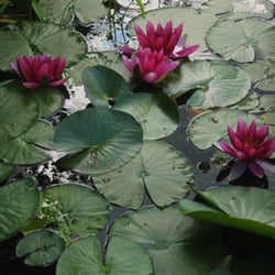 Les Jardins d'Eau