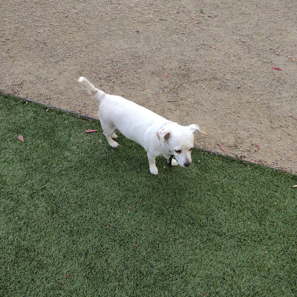 Great Oak Kennels - My dogs stayed at great oak kennels while we were in Hawaii. The dogs loved it. The owner sent photos of our dogs daily with updates. - Pet Groomers Near Me - Temecula, California Great Oak Kennels - My dogs stayed at great oak kennels while we were in Hawaii. The dogs loved it. The owner sent photos of our dogs daily with updates. - Pet Groomers Near Me - Temecula, California