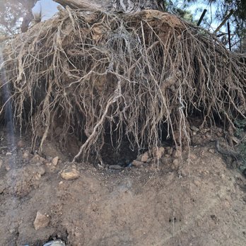 Sierra's Tree Service - Tree Services Near Me Sierra's Tree Service - Tree Services Near Me