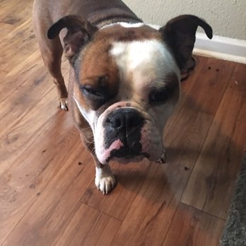 Petco - Chuy - Pet Stores Near Me - Houston, Texas