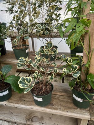 SARGENT’S ON 2ND - Updated September 2024 - 45 Photos - 1811 2nd St SW ...