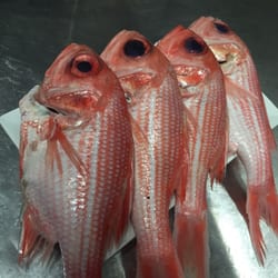 1923 - Fresh fish daily