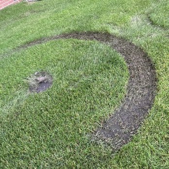 Franklin Outdoor Services - Lawn damage from mower wheels caused by mowing in rain. - Landscaping Near Me - Lakeville, Minnesota
