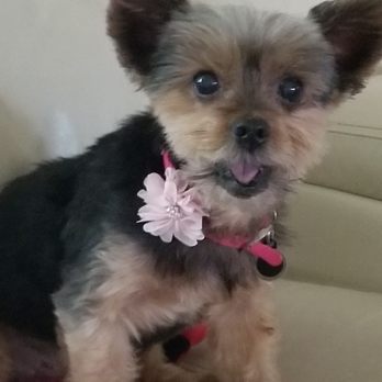 4 Paws Grooming - Pet Groomers Near Me - Port Charlotte, Florida 4 Paws Grooming - Pet Groomers Near Me - Port Charlotte, Florida