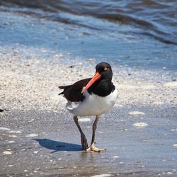 Wildwood Crest Beach - The American Oystercatcher.  Known by their beautiful and distinctive Kleep sound.  Seen all over the beach in the Crest.
