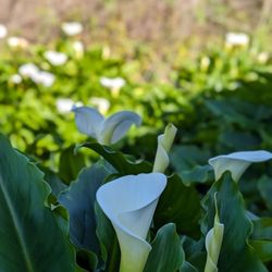 Calla Lily Valley