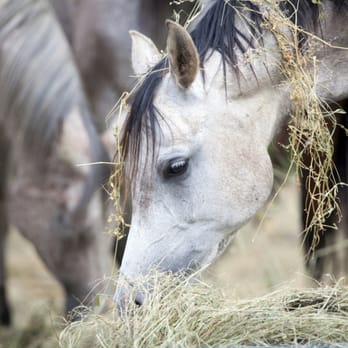 Tri Cities Best Hay - Alfalfa Hay 509-397-7703 - Pet Stores Near Me Tri Cities Best Hay - Alfalfa Hay 509-397-7703 - Pet Stores Near Me
