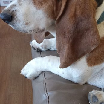 Pepp Motors - The shop hound! (He loves treats) - Auto Repair Near Me - Marquette, Michigan Pepp Motors - The shop hound! (He loves treats) - Auto Repair Near Me - Marquette, Michigan