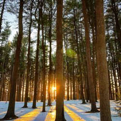 Quinnipiac University - More pinegrove
