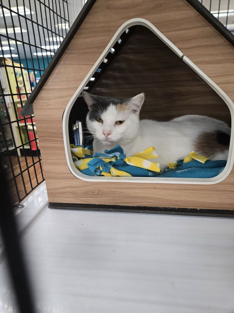 Pet Supermarket Image