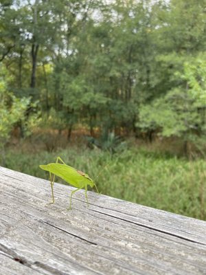 George Bush Park by null