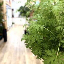 Alborada Florist - New Leaf, New Energy