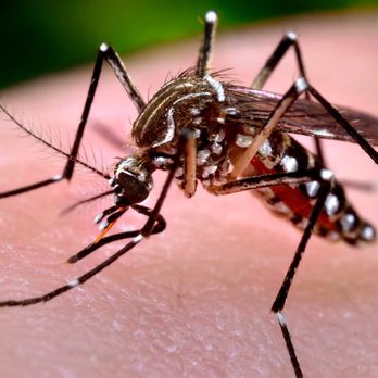 Facility Pest Control - Mosquito control call 818-521-6892 - Pest Control Near Me - Reseda, California Facility Pest Control - Mosquito control call 818-521-6892 - Pest Control Near Me - Reseda, California