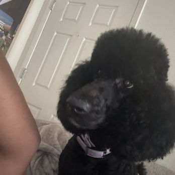 Dream Dog Grooming - Her ears are so cute! - Pet Groomers Near Me Dream Dog Grooming - Her ears are so cute! - Pet Groomers Near Me