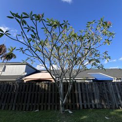 Kings Meadow Park - Plumeria tree