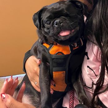 SAN GABRIEL ANIMAL HOSPITAL - Updated September 2024 - 112 Photos & 376