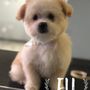 Bee's Beauty Pets