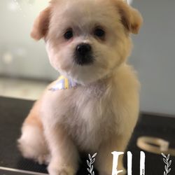 Bee's Beauty Pets